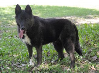 black puppy dog full body photo on green grass background