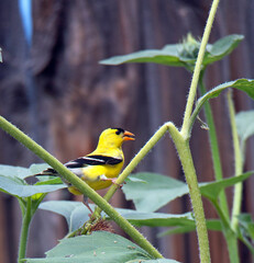 American Goldfinch male eating sunflowers and sunflower seeds 