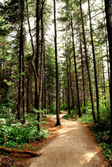 Trail in a pine forest