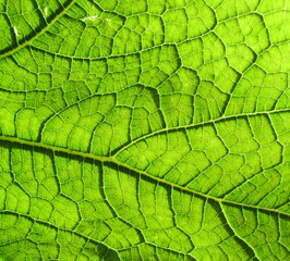 Naklejka na ściany i meble A close up photographic image the underside of a green leaf.