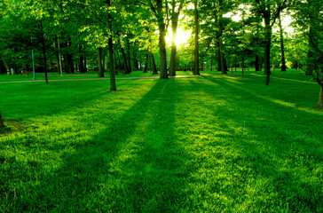 Fototapeta na wymiar Low setting sun in green park casting long shadows
