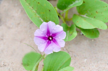 𝘐𝘱𝘰𝘮𝘰𝘦𝘢 𝘱𝘦𝘴 𝘤𝘢𝘱𝘳𝘢𝘦, Convolvulaceae or 𝘊𝘰𝘯𝘷𝘰𝘭𝘷𝘶𝘭𝘶𝘴 𝘱𝘦𝘴 𝘤𝘢𝘱𝘳𝘢𝘦 L or . Beach morning glory or Goats foot