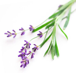 Sprigs of lavender isolated on white background
