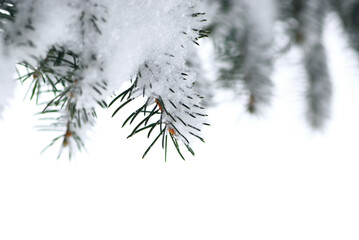 Branches of a winter spruce tree covered with fluffy snow isolated on white background, border for Christmas