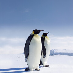 Fototapeta na wymiar Two penguins in Antarctica