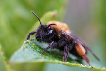 Closeup on a female Clarke's mining bee, Andrena clarkella sitting on a green leaf