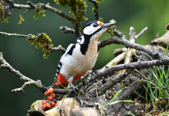 Buntspecht M&auml;nnlich