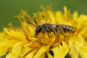 Close up on a female red- bellied miner solitary bee, Andrena ventralis on a dandelion