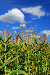 Naklejka premium Farm field with growing corn under blue sky