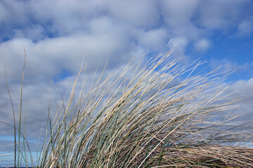 tall grass on irelands coast