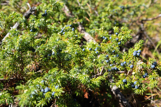 Rocky Mountain Juniper with berries blue pine berries on a pine tree