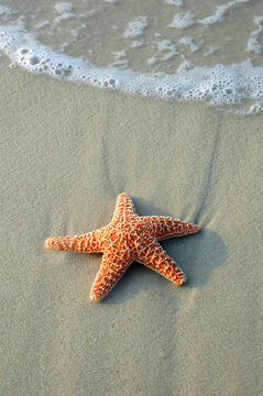 Starfish on sand with crashing wave in the background