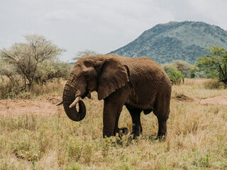 Elefante no Serengeti com montanha no fundo