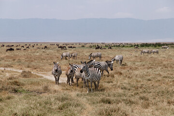 Fototapeta na wymiar Grupo de zebras na ngorongoro crater na Tanzânia