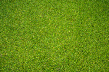 Green grass background, top view background of garden bright grass concept used for making green...