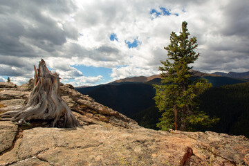 Wild pine tree posing with an elder twisted in it's past