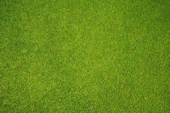 Green grass background, top view background of garden bright grass concept used for making green backdrop