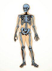 Fototapeta premium Human skeleton. Vector schematic drawing