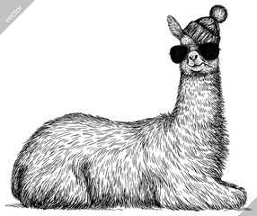 Vintage engraving isolated lama set glasses dressed fashion illustration ink costume sketch. Alpaca background America animal silhouette sunglasses hipster hat art. Vector hand drawn image. © Turaev