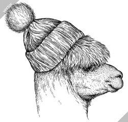 Vintage engraving isolated lama set glasses dressed fashion illustration ink costume sketch. Alpaca background America animal silhouette sunglasses hipster hat art. Vector hand drawn image. © Turaev
