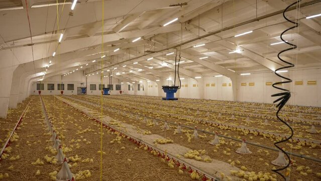 Raising chickens in a poultry factory