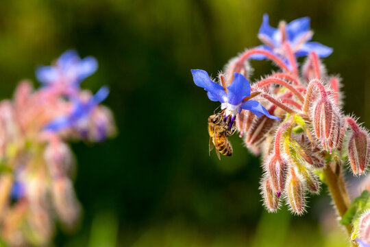 Pollinisateur - Abeille mellifère butinant une fleur de bourrache bleu