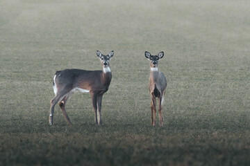 Two white-tailed deer are standing in a field with one of them looking at the camera