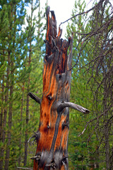 Beautiful red and black tree trunk the result of a forest fire 