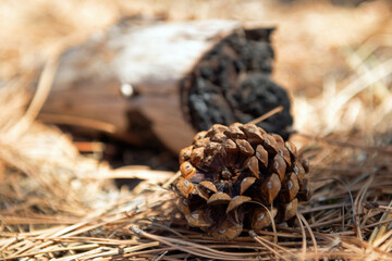 A slightly opened pine cone sitting on the forest floor 