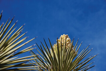Naklejka na ściany i meble Beautiful desert landscape photography in and around Joshua Tree. 