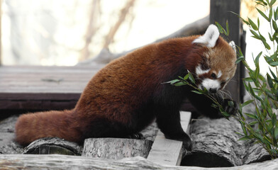 Red panda (Ailurus fulgens) with delicious bamboo