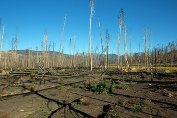 Remains of charred and spared trees after a forest fire wiped out the area 