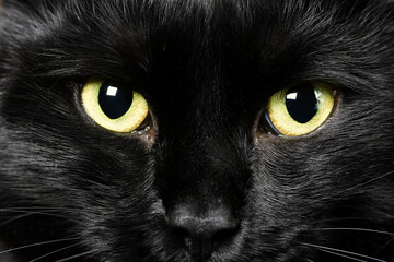 domestic animals: close-up of cat eyes