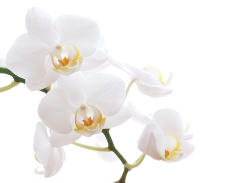 Closeup of a white orchid - isolated on white
