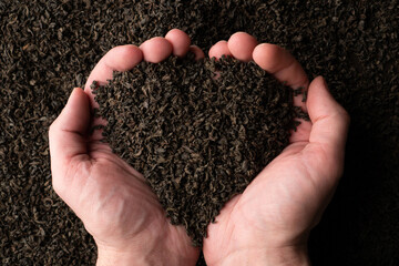 Hands taking a handful of fanning or broken loose leaf black tea and examining it in detail. Close up, top view