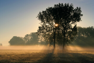 Fototapeta na wymiar Sun rays crossing a misty trees photographed in an early autumn morning.