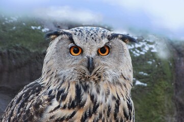 Eagle owl against a hill (bubo bubo).
