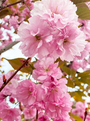 Pink cherry flowers. Sakura blossom.