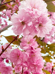 Pink cherry flowers. Sakura blossom.