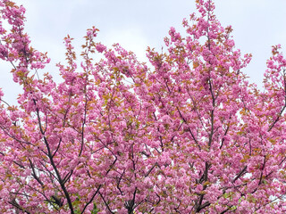 Pink cherry flowers. Sakura blossom.