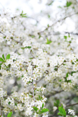 White flowers on a green bush. Spring cherry apple blossom. The white rose is blooming.