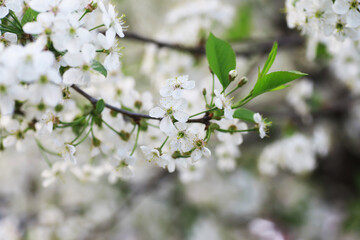 White flowers on a green bush. Spring cherry apple blossom. The white rose is blooming.