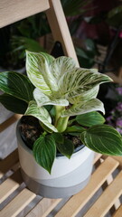 philodendron birkin © Kseniia