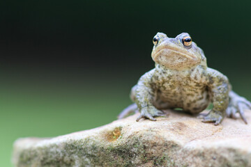 frog on a rock