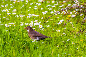 Motley female blackbird among white daisies in green grass