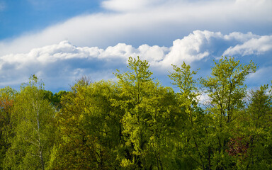 Spring green trees on blue sky clouds background