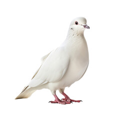 White dove isolated on white background, Generative AI