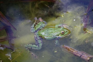 Grenouille