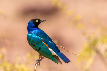 The superb starling (Lamprotornis superbus) is a member of the starling family of birds. It was formerly known as Spreo superbus, Amboseli National Park, Kenya.
