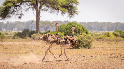 Two female Masai ostrich (Struthio camelus massaicus) running away, Amboseli National Park, Kenya.